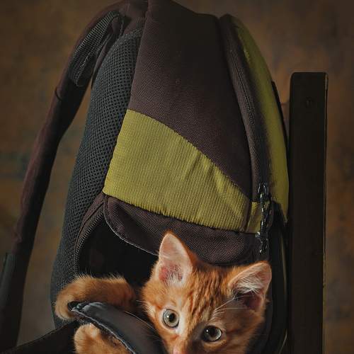 Photo #7488187