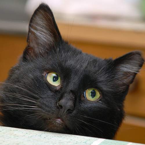 Photo #7488254