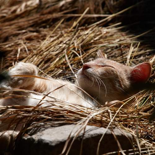 Photo #7488268