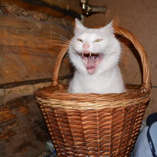Кобра