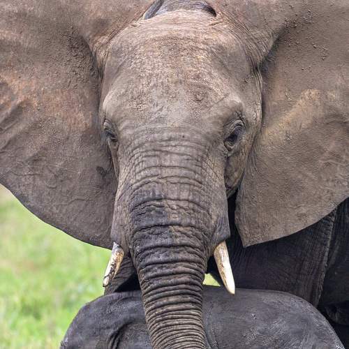 Photo #7489280