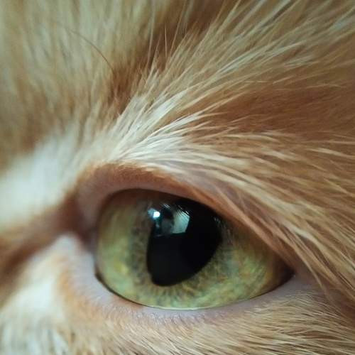 Photo #7489625