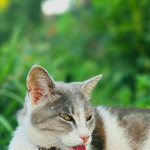 Photo #7490164