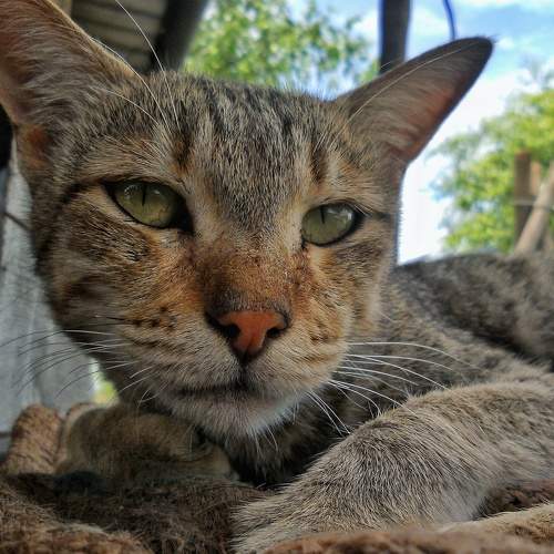 Photo #7490434