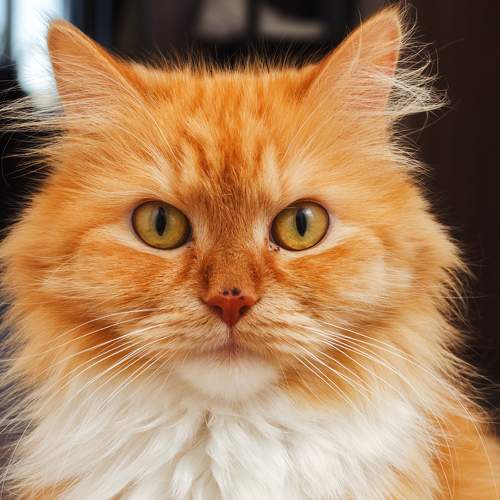 Photo #7490600