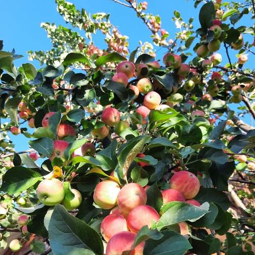 Photo #7490842