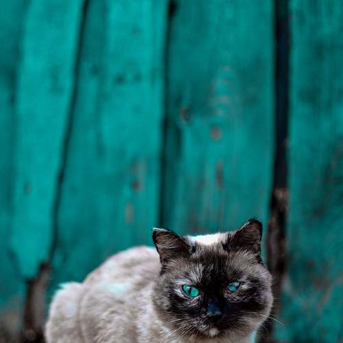 Photo #7490995