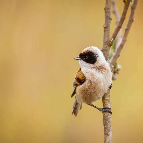 Photo #7491445