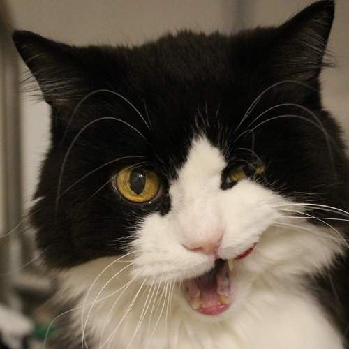 Photo #7492193