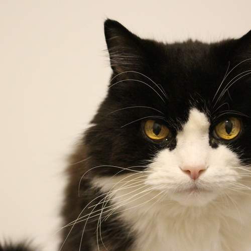 Photo #7492194