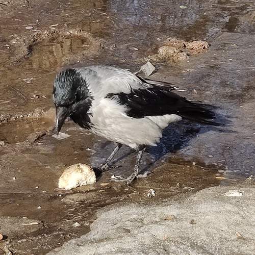 Photo #7492497