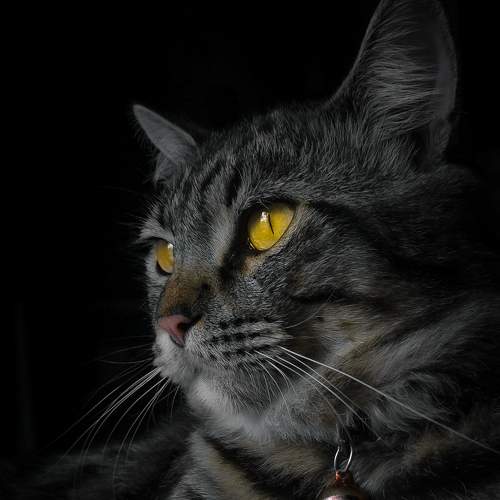 Photo #7494268