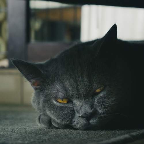 Photo #7494273