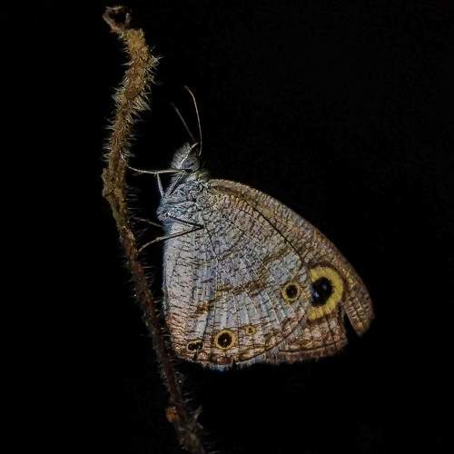 Photo #7494403
