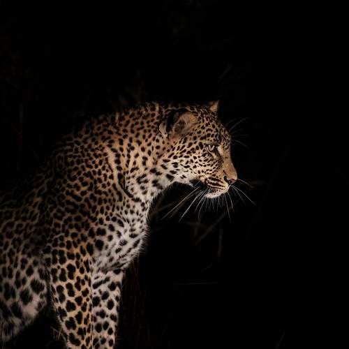 In the dark of night