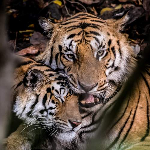 Tigers in Love