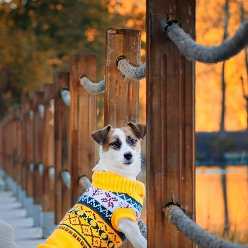 Photo #7497189