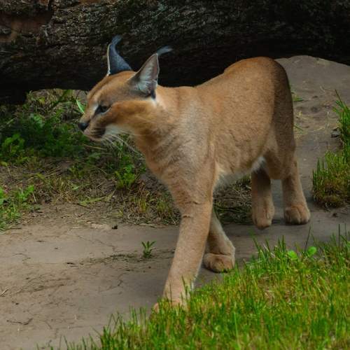 Photo #7497211