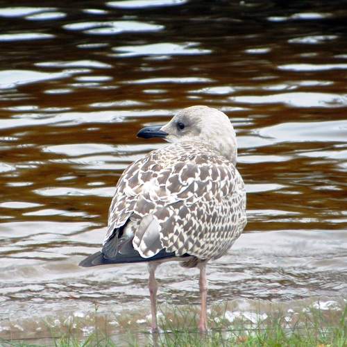 Photo #7497306