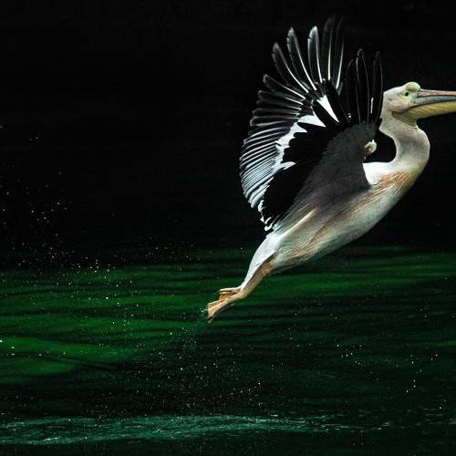 Photo #7497349