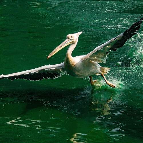 Photo #7497378
