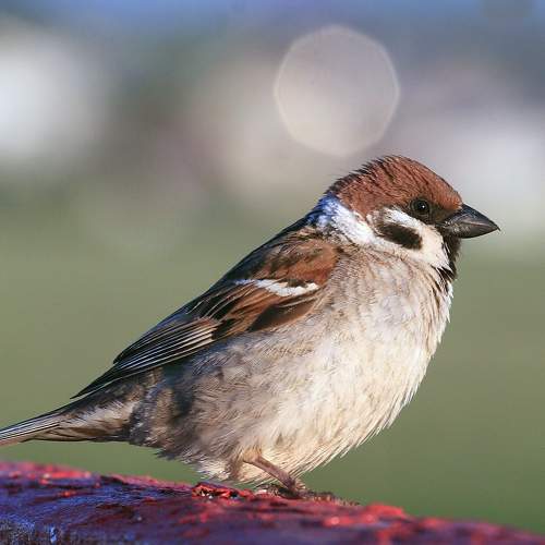 Фотография #7497466