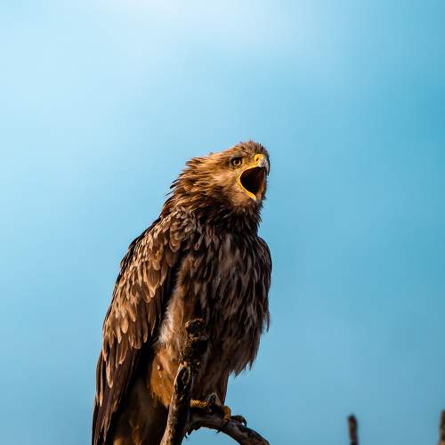 Photo #7497514