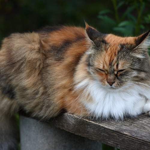 Photo #7498263