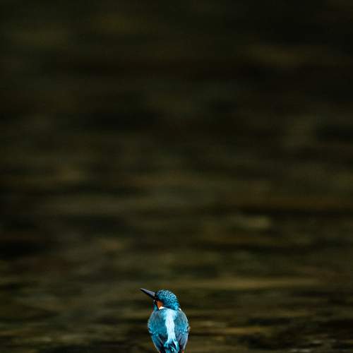 Photo #7499043