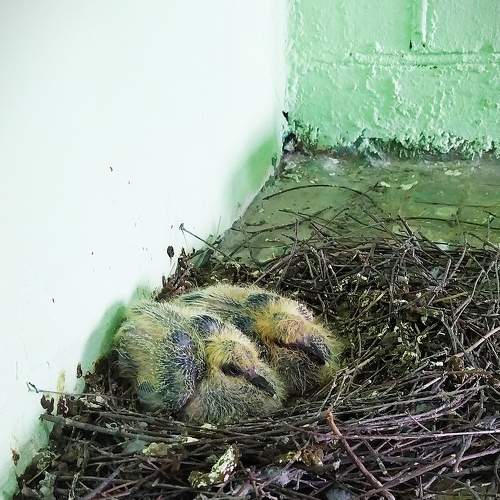 Photo #7499121