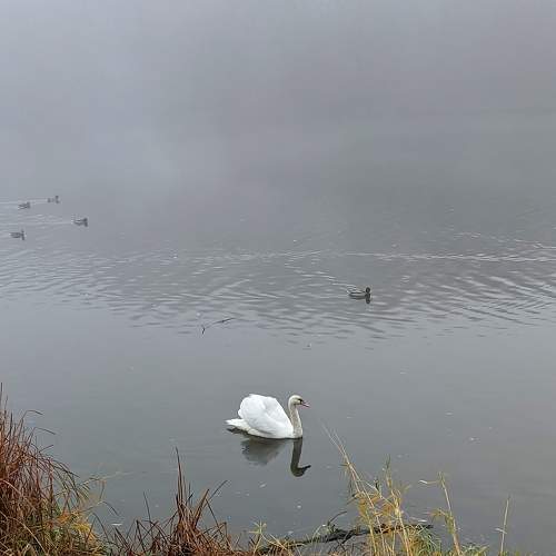 Photo #7499145