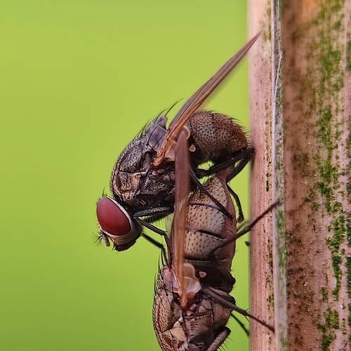 Photo #7499249