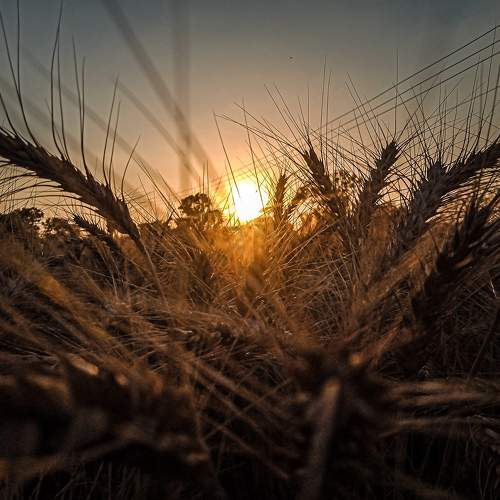 Mobile Photography
