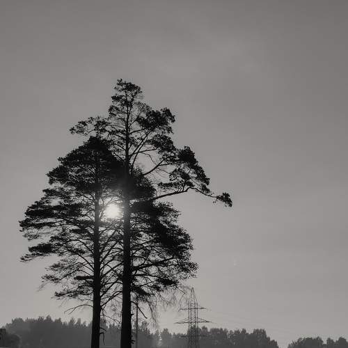 Photo #7500010