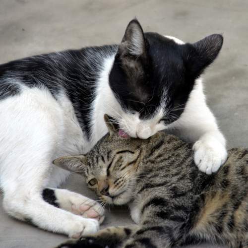 Photo #7500566