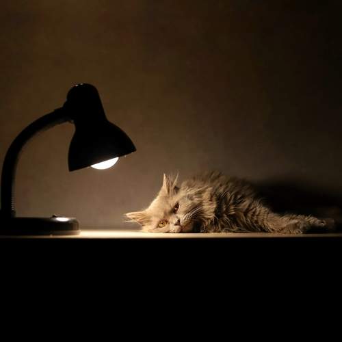 Photo #7501357
