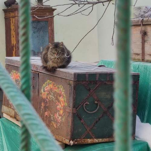 Photo #7501368