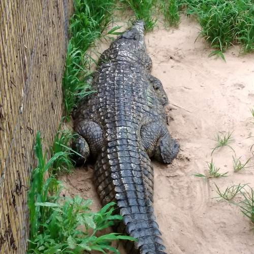 Photo #7501433