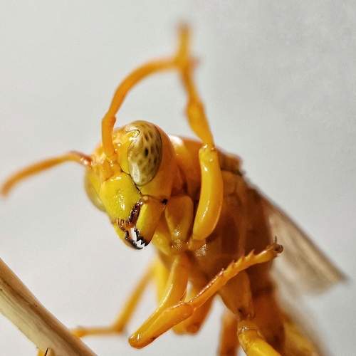 Photo #7501570