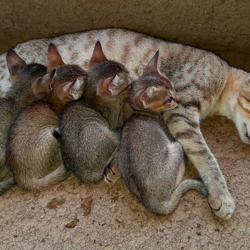Mother love