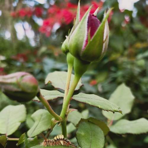 Photo #7503620