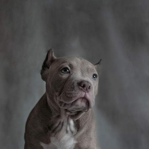Photo #7506108