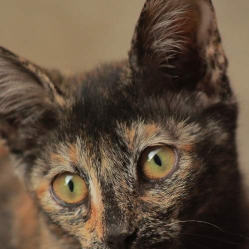 Photo #7506397