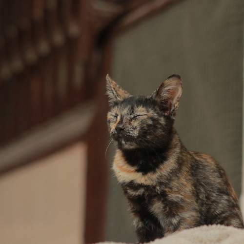 Photo #7506398