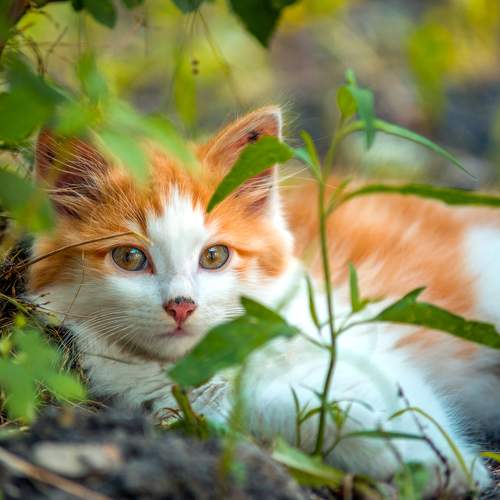 Photo #7508394