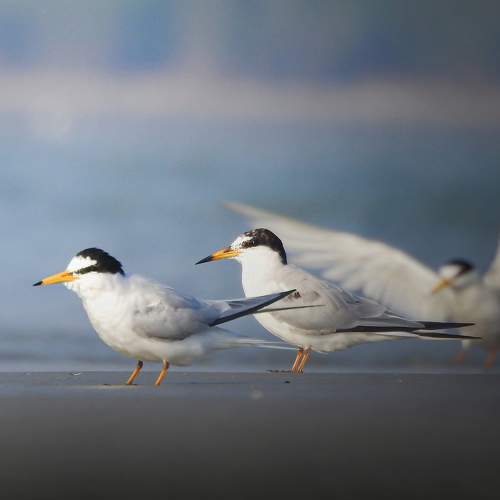 little tern