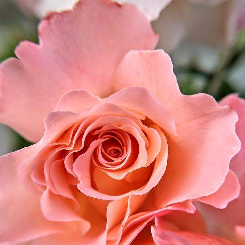 Photo #7508927
