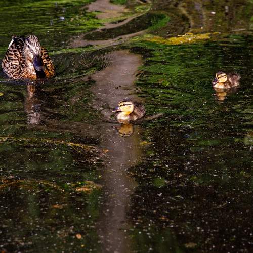 Photo #7509909