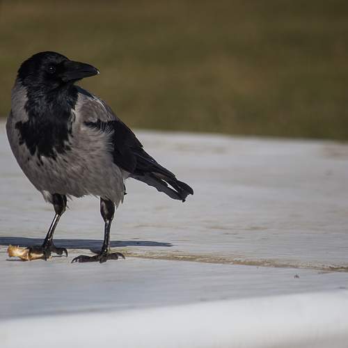 Photo #7510198