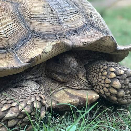 Big tortoise
